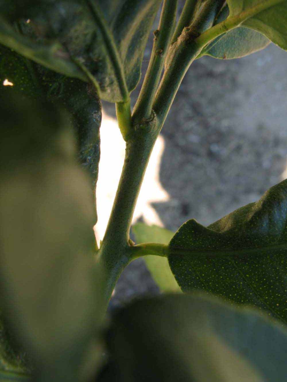            First year twig (Winter Haven, FL)   